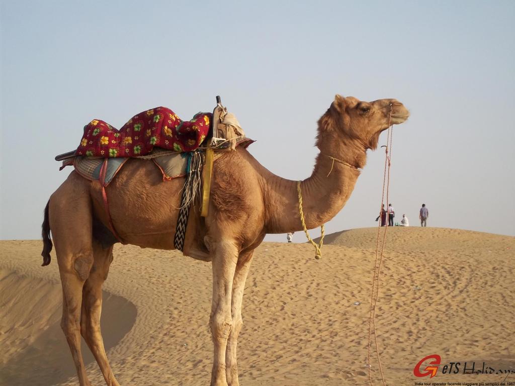 chameau à Jaisalmer