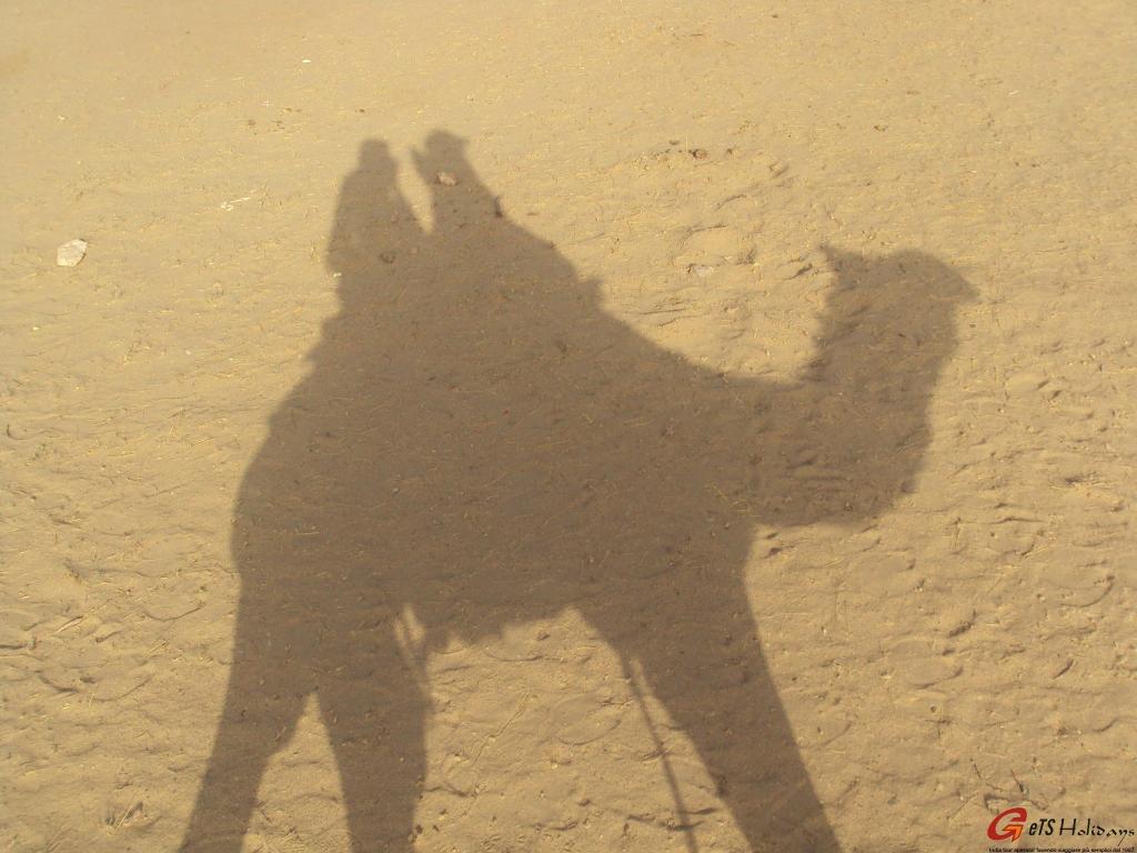ombre de chameau