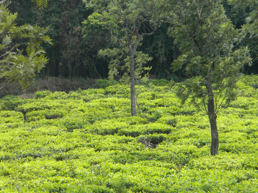 Plantations de thé à Munnar