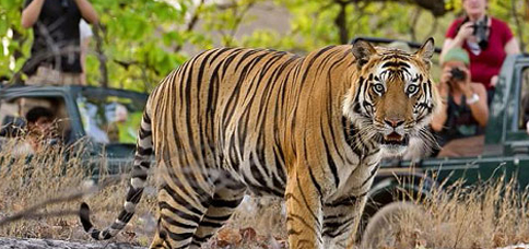 Tigres de Ranthambore (Rajasthan)