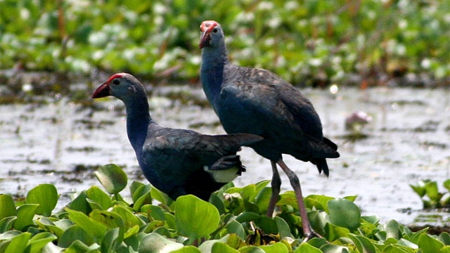 réserve d'oiseaux de Kumarakom