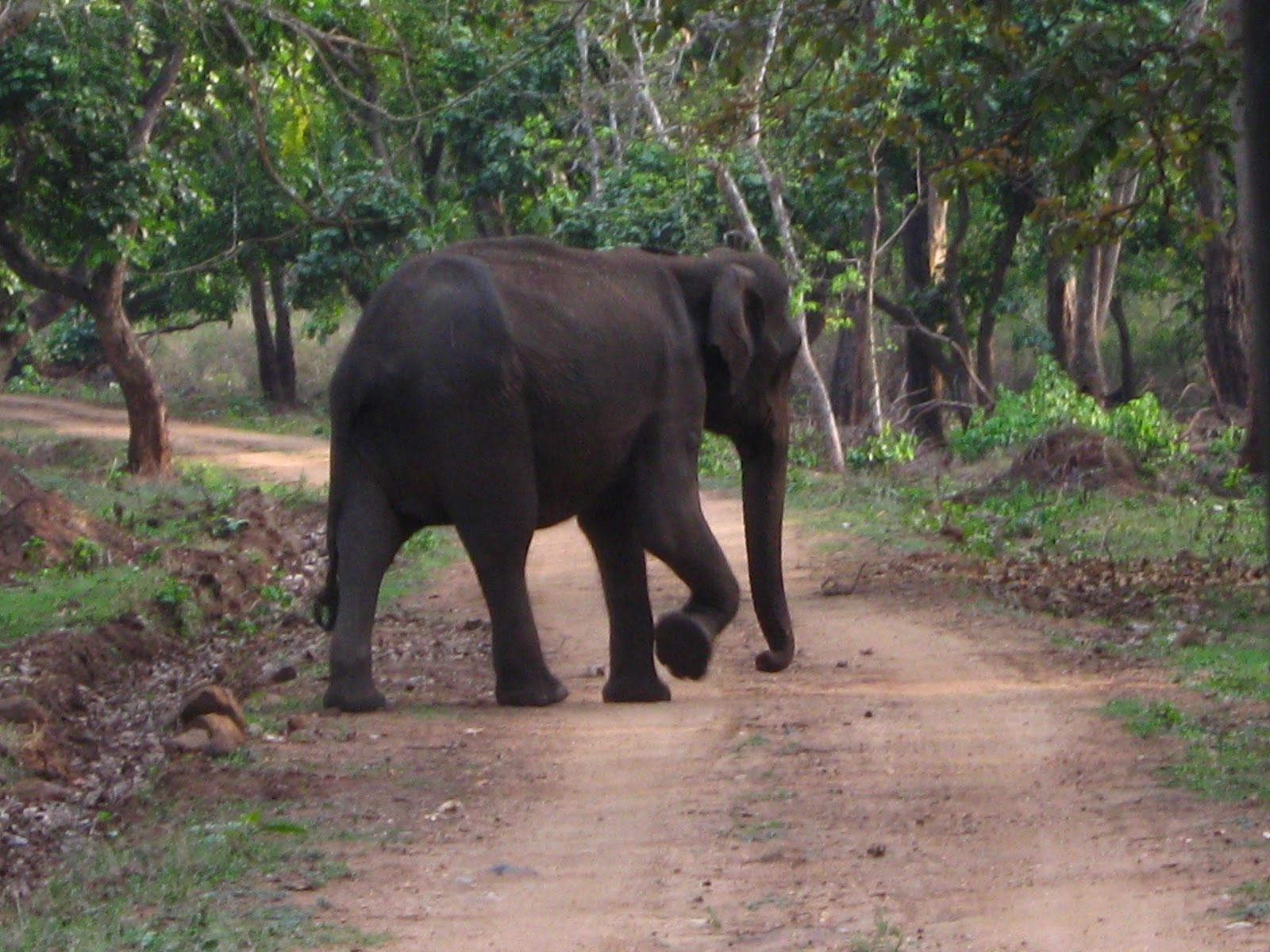 Éléphant à Nagarhole Sanctuaire de faune