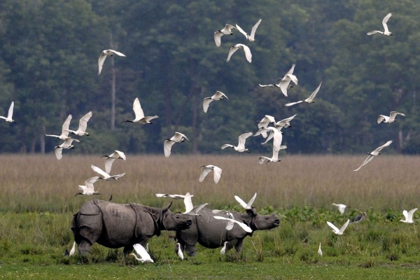rhinocéros du perc de Kaziranga