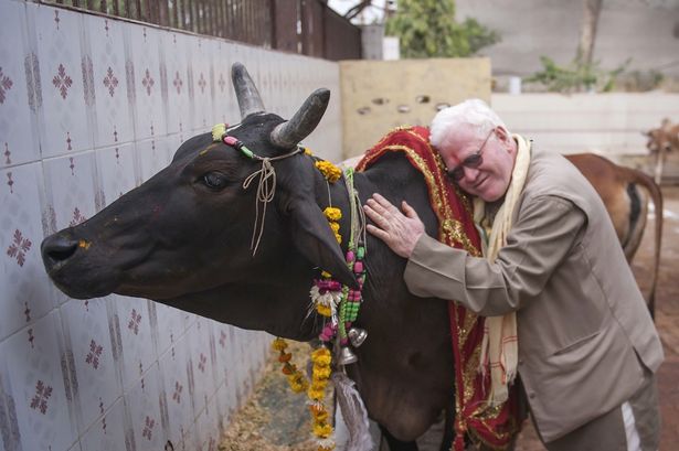 Les vaches sacrées en Inde du Nord