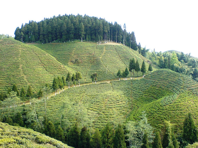 Visiter les plantations de thé et d’épices