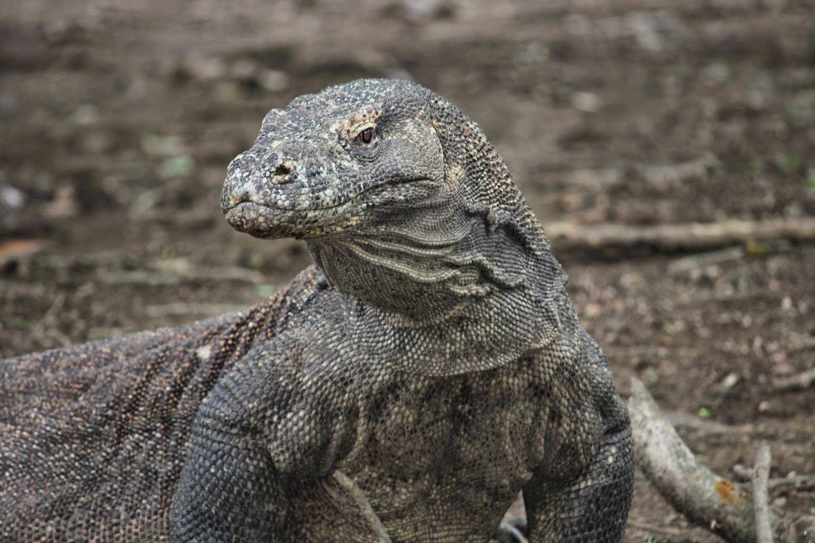 Komodo, l'île aux dragons