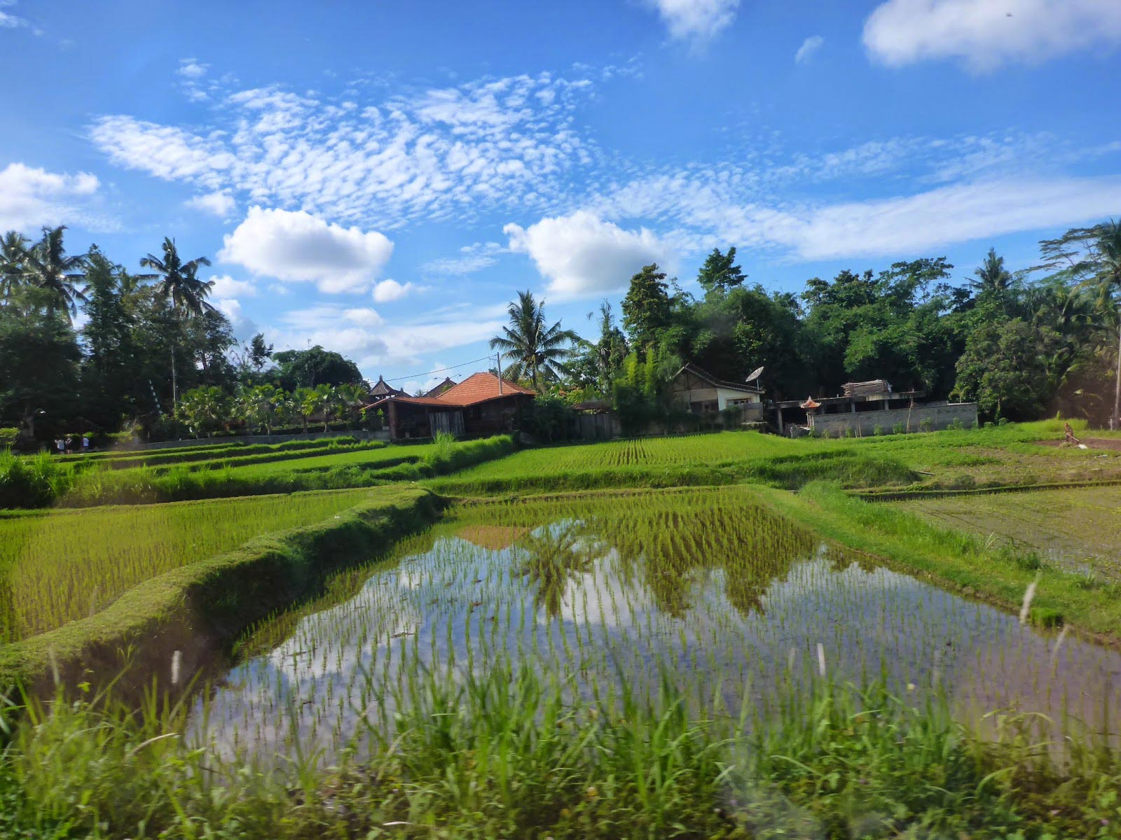 Rizières inondées à Bali, Indonésie