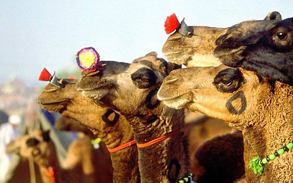 chameaux à Pushkar