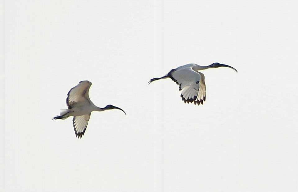 les ibis noirs